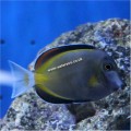 GOLDRIM TANG